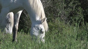 Camargue Horse, Mare eating Grass, Saintes Marie de la Mer in The South of France, Real Time