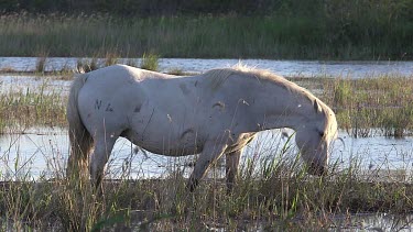 Camargue Horse, Mare standing in Swamp, Saintes Marie de la Mer in The South of France, Real Time