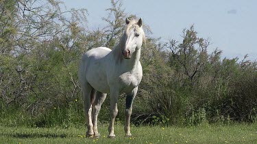 Camargue Horse, Mare, Saintes Marie de la Mer in The South of France, Real Time