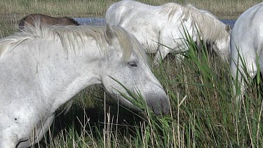 Camargue Horse, Mares eating tall grass in Swamp, Saintes Marie de la Mer in The South of France, Real Time