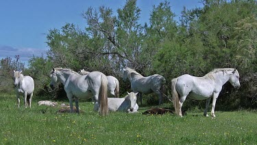 Camargue Horse, Herd of Females and Foals Sleeping, Saintes Marie de la Mer in The South of France, Real Time