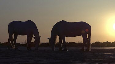 Silhouette of Camargue Horse at Sunrise, Saintes Marie de la Mer in The South of France, Real Time