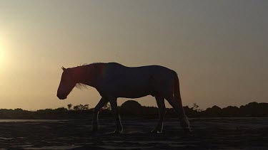 Silhouette of Camargue Horse at Sunrise, Saintes Marie de la Mer in The South of France, Real Time