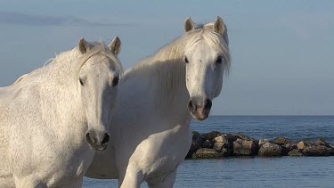 Camargue Horse, Saintes Marie de la Mer in The South of France, Real Time