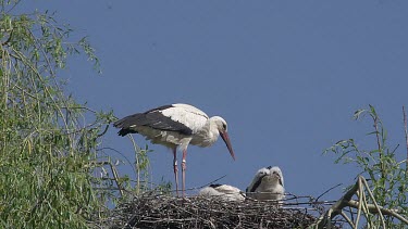 White Stork, ciconia ciconia, Adult and Chicks standing on Nest, Alsace in France, Real Time