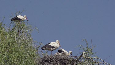 White Stork, ciconia ciconia, Chick flapping Wings on Nest, Alsace in France, Real Time