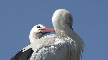 White Stork, ciconia ciconia, Pair Grooming, Alsace in France, Real Time