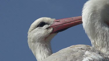 White Stork, ciconia ciconia, Pair grooming, Alsace in France, Real Time