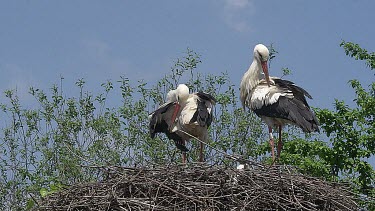 White Stork, ciconia ciconia, Pair standing on Nest, Alsace in France, Real Time
