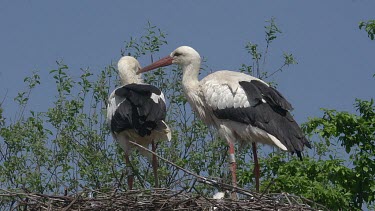 White Stork, ciconia ciconia, Pair standing on Nest, Alsace in France, Real Time