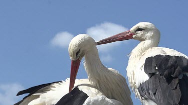 White Stork, ciconia ciconia, Pair Grooming, Alsace in France, Real Time
