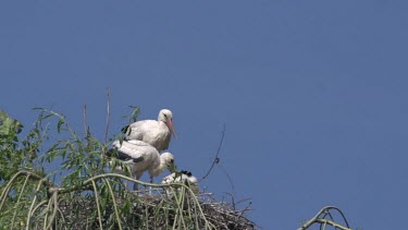 White Stork, ciconia ciconia, Adult and Chicks standing on Nest, Alsace in France, Real Time