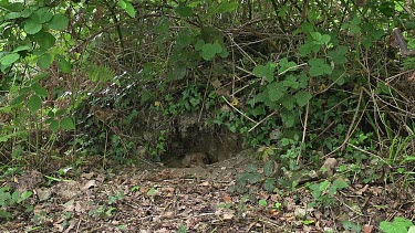 Red Fox, vulpes vulpes, Female emerging from Den, Normandy, Real Time