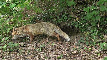 Red Fox, vulpes vulpes, Female standing at Den Entrance, Normandy, Real Time
