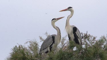 Grey Heron, ardea cinerea, Pair standing on Nest, Camargue in the South of France, Real Time