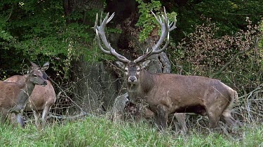 Red Deer, cervus elaphus, Stag Roaring during the Rutting season, Sweden, Real Time
