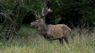 Red Deer, cervus elaphus, Stag Eating Grass, Sweden, Real Time