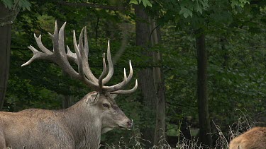 Red Deer, cervus elaphus, Stag, Sweden, Real Time