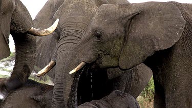 African Elephant, loxodonta africana, Group drinking water Near Chobe River, Botswana, Real Time