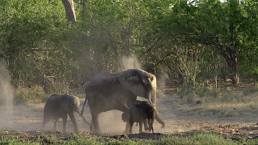 African Elephant, loxodonta africana, Mother and Youngs spraying Dust, Moremi Reserve, Okavango Delta in Botswana, Real Time