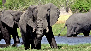 African Elephant, loxodonta africana, Adults eating grass in Khwai River, Moremi Reserve, Okavango Delta in Botswana, Real Time