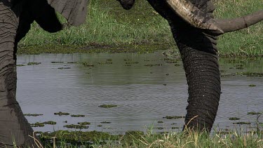 African Elephant, loxodonta africana, Adult eating grass, Close up of Trunk, Khwai River, Moremi Reserve, Okavango Delta in Botswana, Real Time