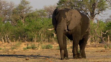 African Elephant, loxodonta africana, Male walking, Moremi Reserve, Okavango Delta in Botswana, Real Time