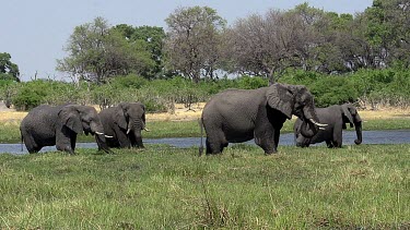 African Elephant, loxodonta africana, Group standing in Khwai River, Moremi Reserve, Okavango Delta in Botswana, Real Time