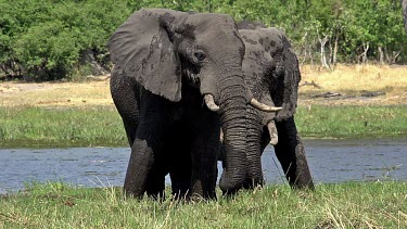 African Elephant, loxodonta africana, Adults eating Grass near Khwai River, Moremi Reserve, Okavango Delta in Botswana, Real Time