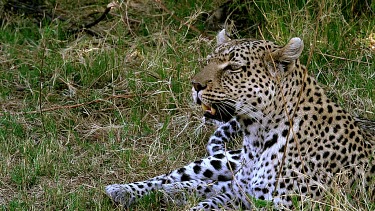 Leopard, panthera pardus, Mother laying, Moremi Reserve, Okavango Delta in Botswana, Slow Motion