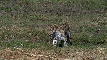Leopard, panthera pardus, Mother walking, Moremi Reserve, Okavango Delta in Botswana, Slow Motion