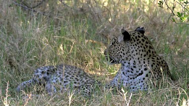 Leopard, panthera pardus, Mother Playing with Cub, Moremi Reserve, Okavango Delta in Botswana, Slow Motion
