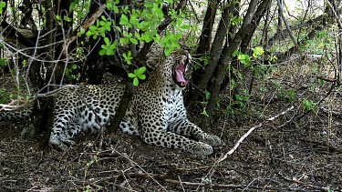 Leopard, panthera pardus, Female Yawning, Moremi Reserve, Okavango Delta in Botswana, Slow Motion