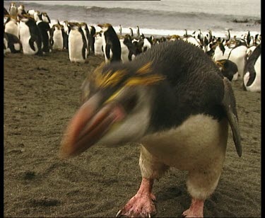 Royal penguin looks curiously at camera, pecking at camera