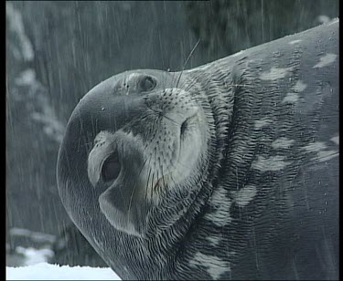 Weddell seal resting, snow falling