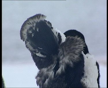 Adelie Penguin moulting