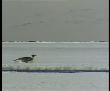 Emperor penguins sliding along ice
