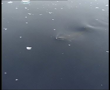 Minke Whale swimming just below surface, surfaces and blows.