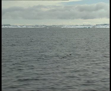 Penguins porpoising