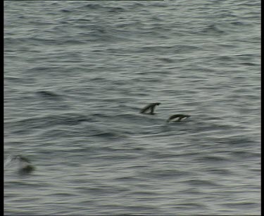 Penguins porpoising