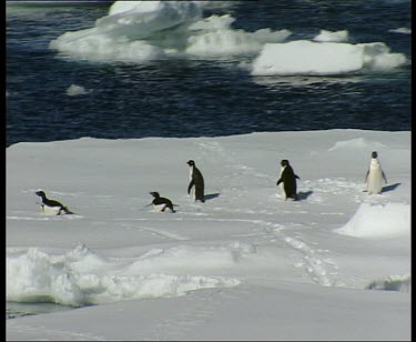 Track over ice floe. Penguins take fright and slide over ice into the sea