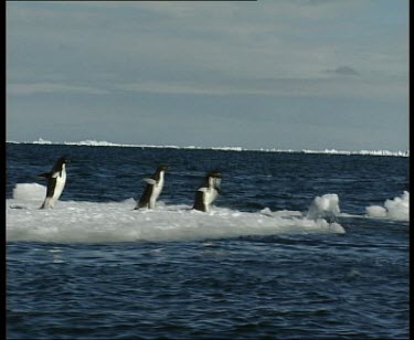 Group of penguins waddle over ice into sea