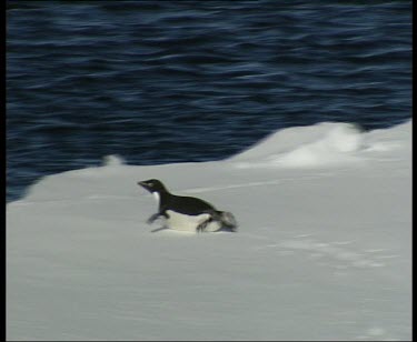 Penguin waddling over ice dives into sea