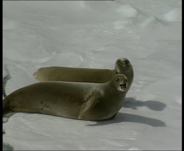 Pair of unidentified seals on ice floe, turning away from camera