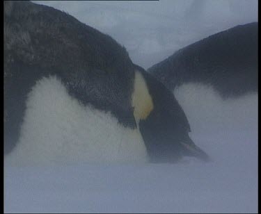 Emperor penguins in a blizzard