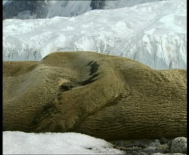 Dead Seal, fur still intact