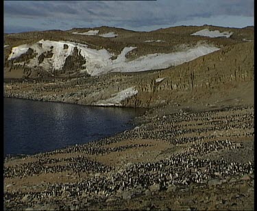 colony rookery of Adelie Penguins with desolate barren snow covered rocks in background.