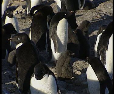 Adelie penguins surround chick