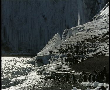 colony rookery of Adelie penguins on rocky foreshore, dramatic rock backdrop.