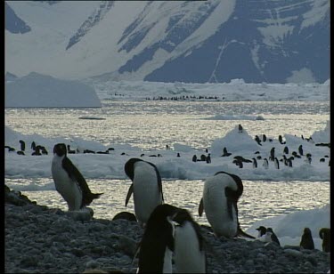 Adelie penguins on an ice flow float past mainland